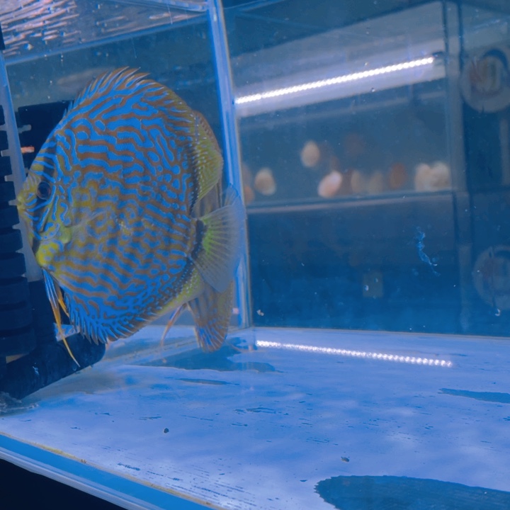 七彩神仙鱼七彩神仙热带淡水鱼