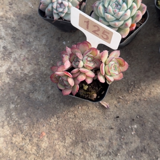 125牡丹亭缀多肉植物多