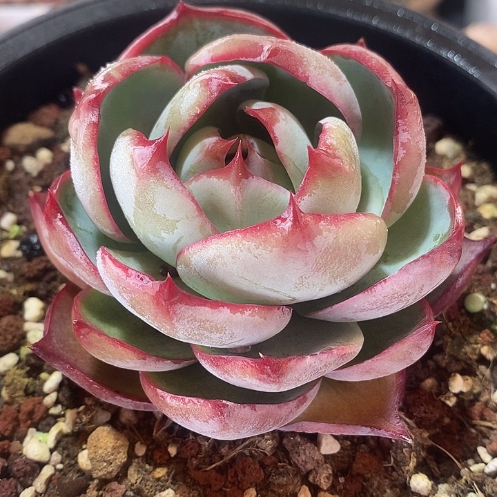 小***爱春节福利惊鸿仙子419