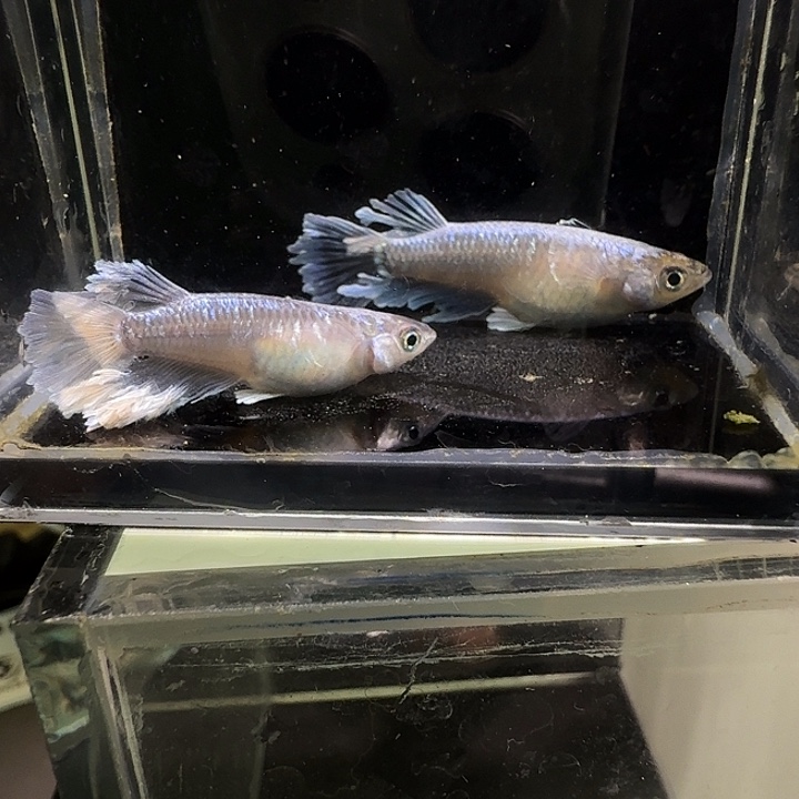 青鳉鱼一物一拍554