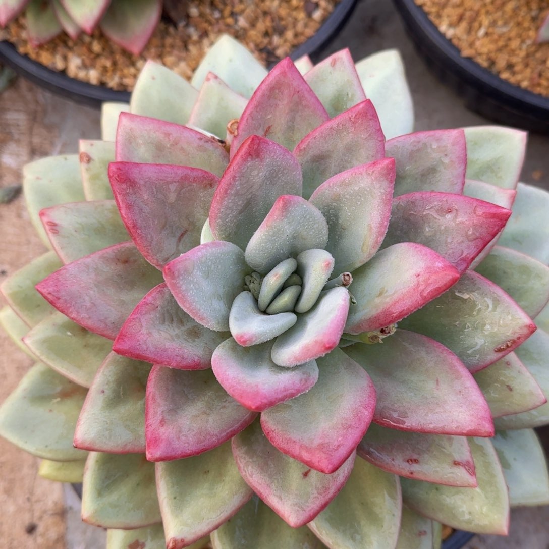 赫本露丝多肉植物