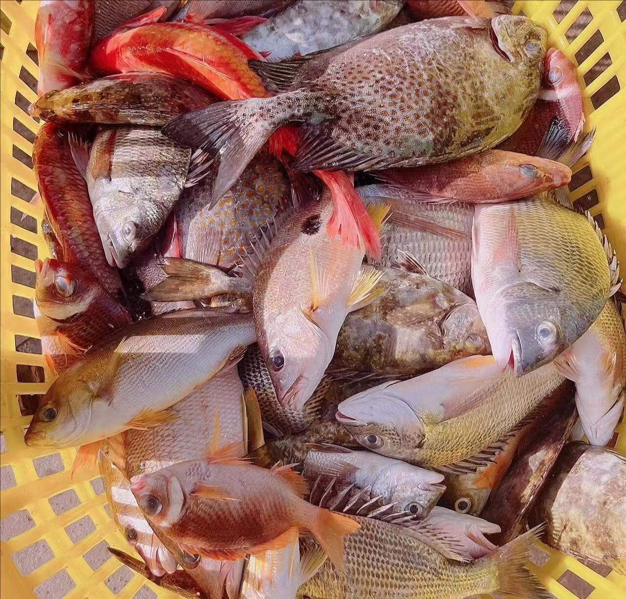 【次红花】海捕海鱼直播间现改现称链接