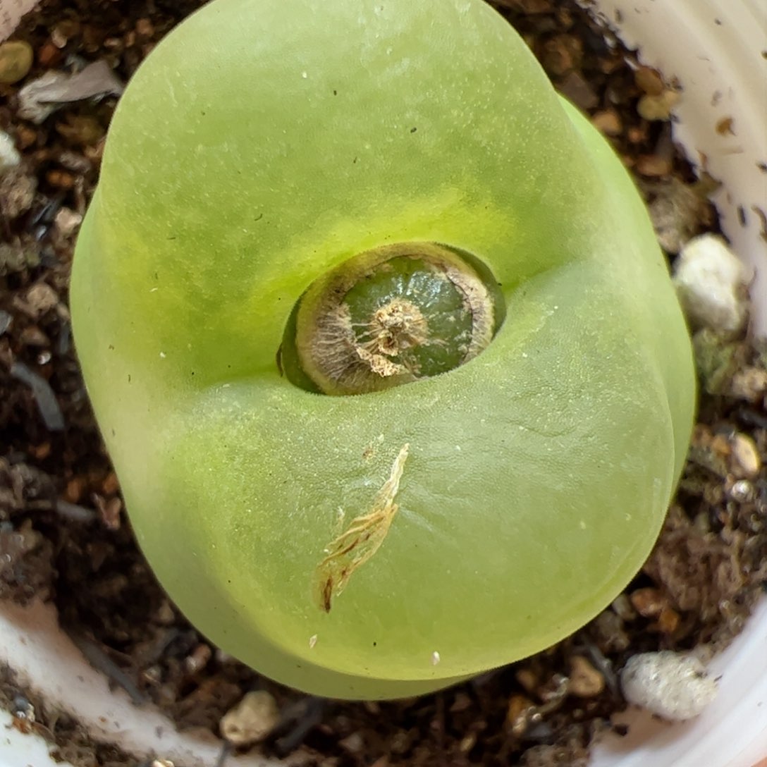 【闪购商品】153 o泡