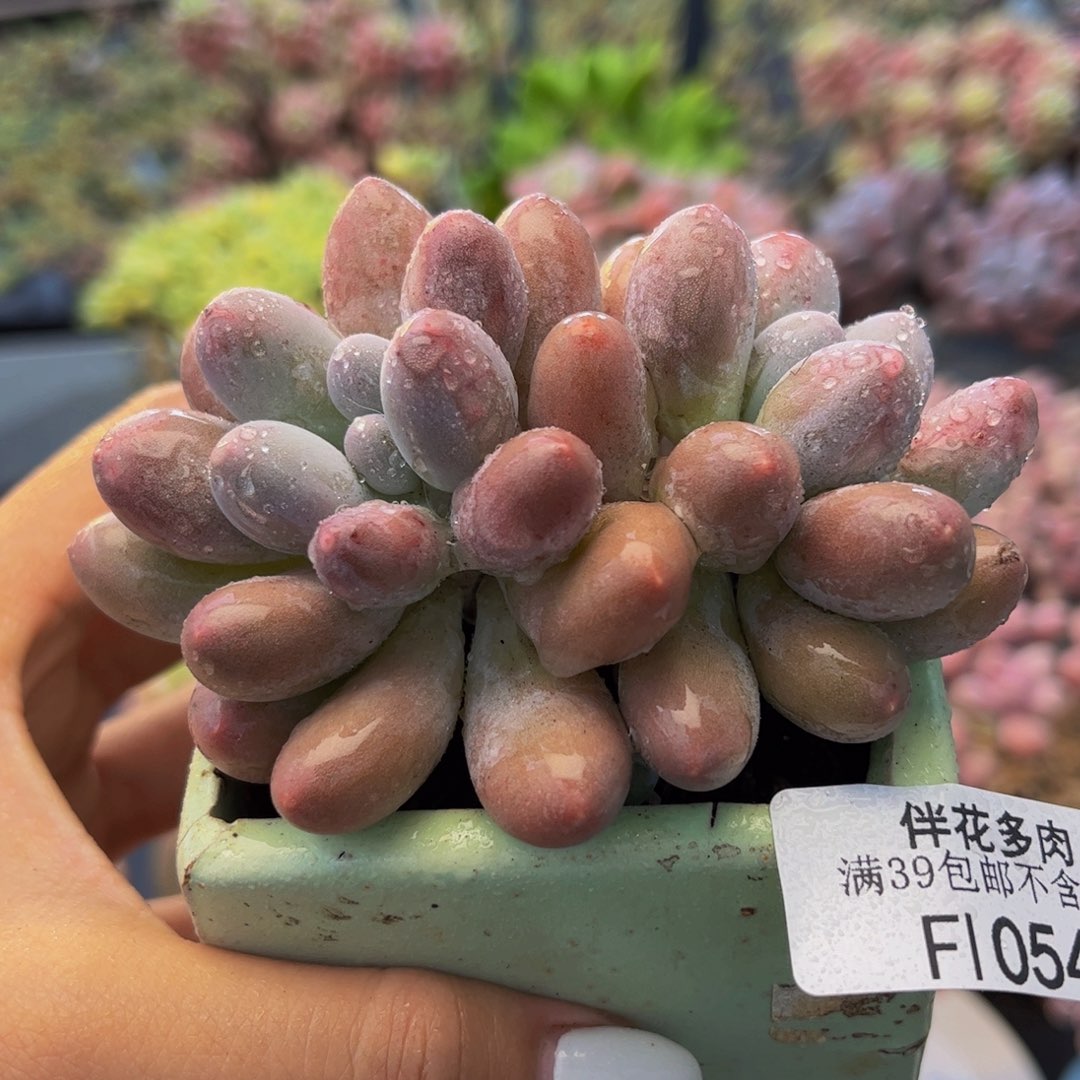 054-汤圆多肉6cm多肉