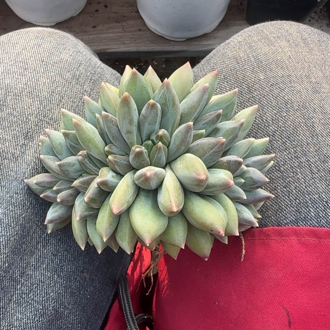 重楼老桩多肉五十包邮