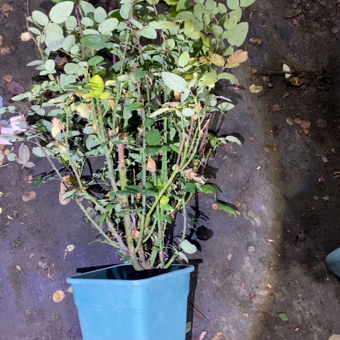 无花朵蒹葭玫瑰土球发货