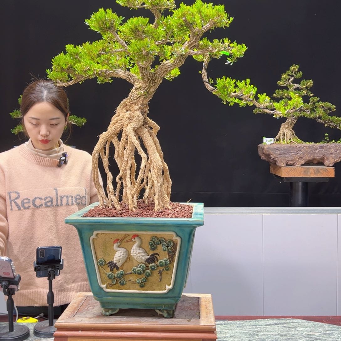 四季常青老桩黄杨盆景