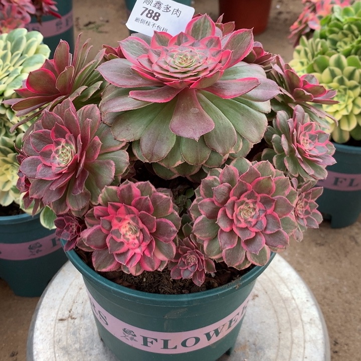 788莲花座多肉植物