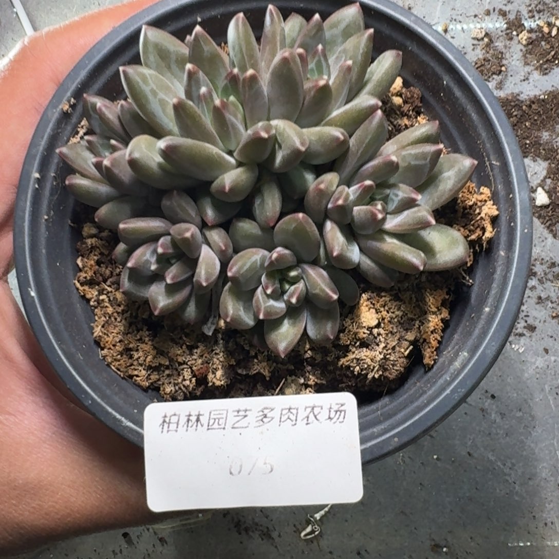 075  美人杂交 一物一拍