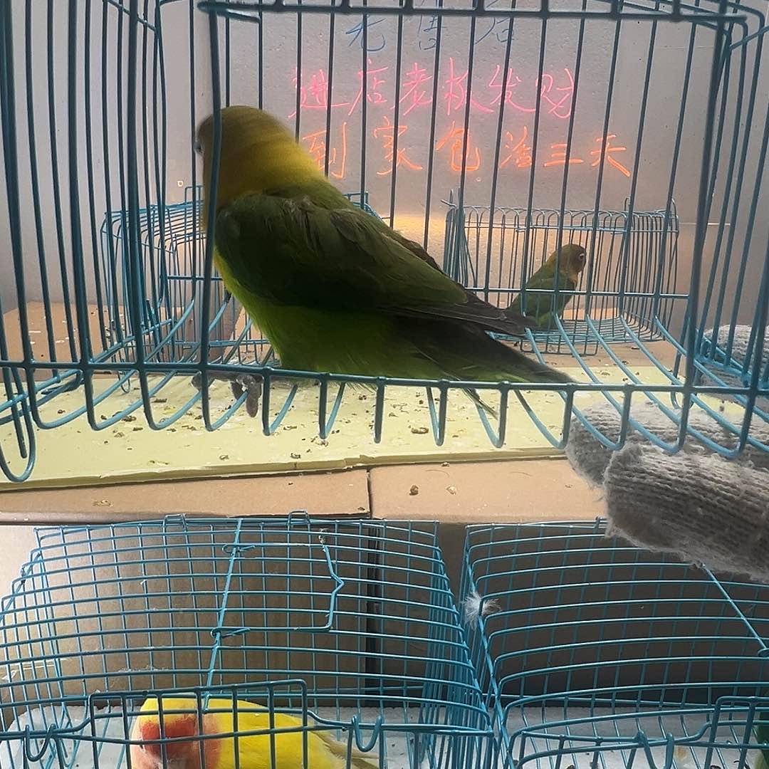 桃脸牡丹鹦鹉牡丹绿宗头