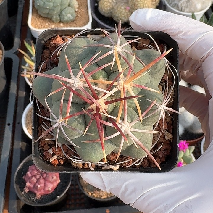 大红鹰仙人球123