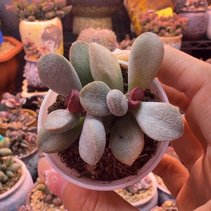           一物一拍。   