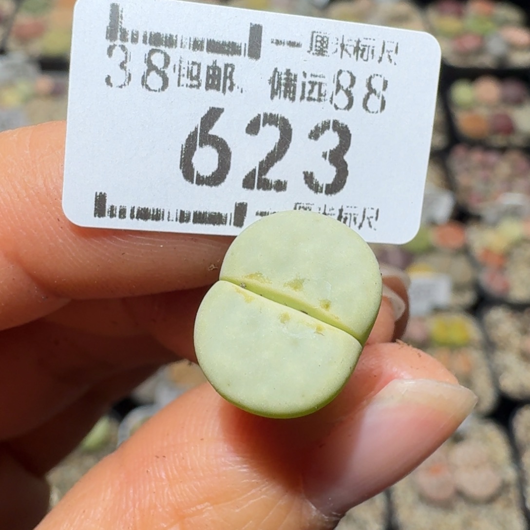 槐***青Sssss便宜清仓出了