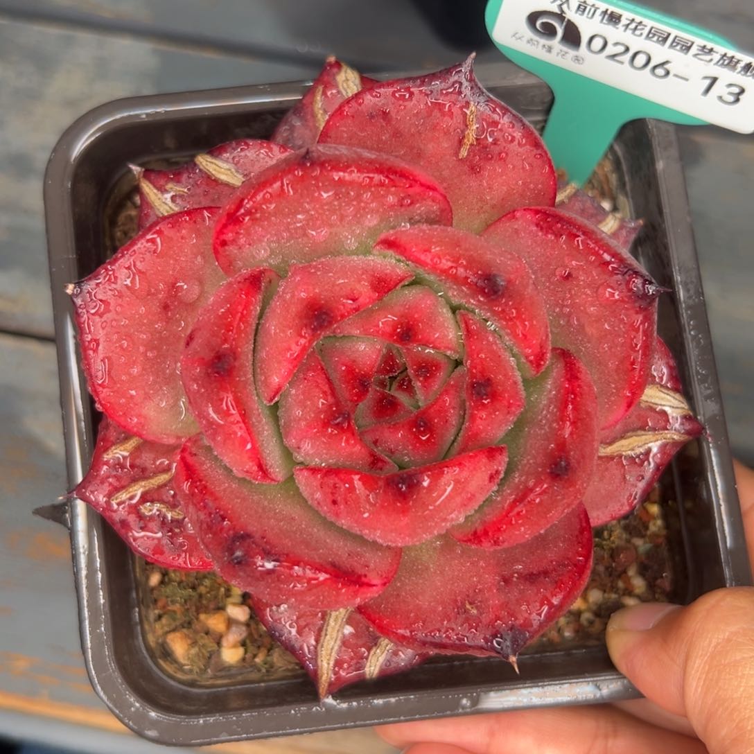 多肉一物一拍0206-13