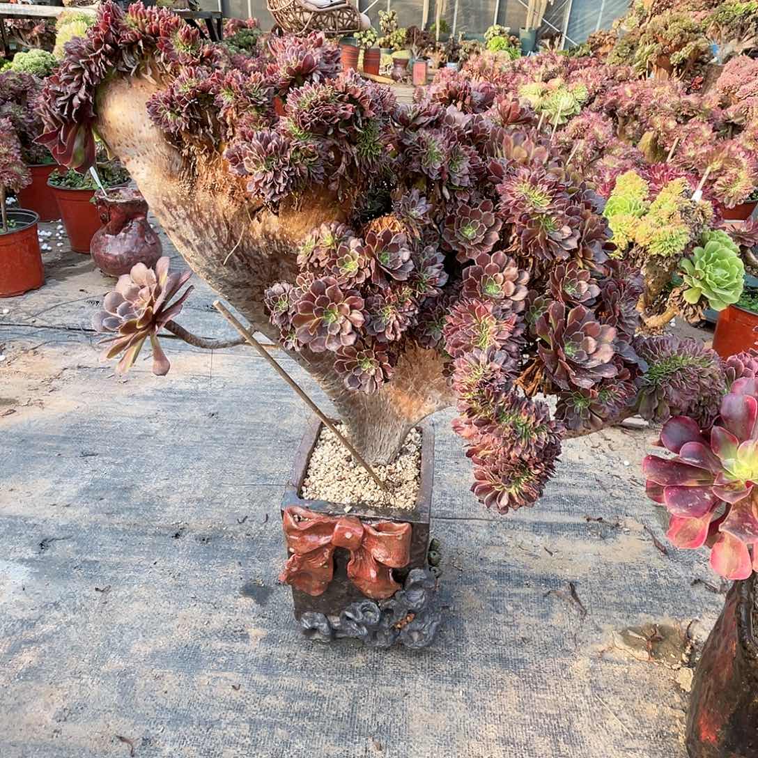 【闪购商品】全部花朵红铜壶朵朵