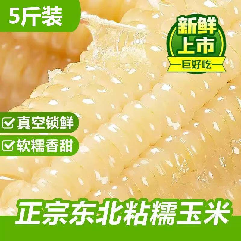 【万人疯抢】2025头茬新鲜黏糯玉米东北白糯玉米软糯香甜粗粮早餐