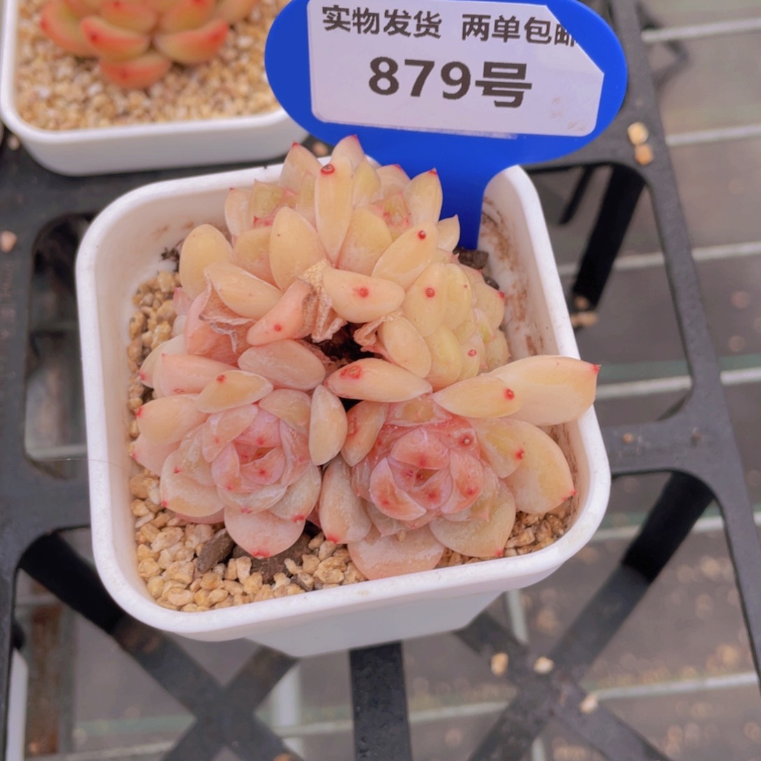 879号 糖心珍妮缀化一个