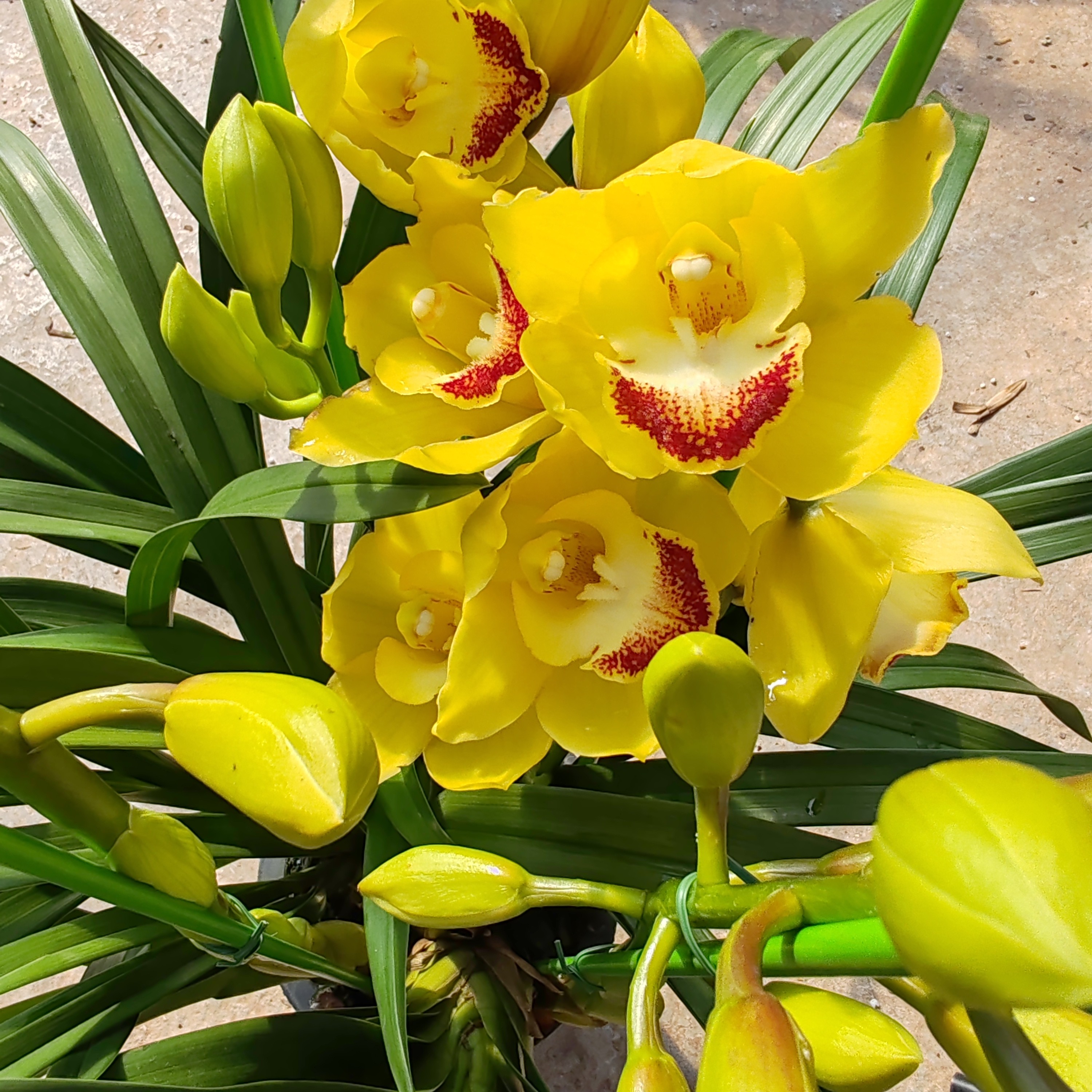 大花蕙兰花卉室内兰花—黄金万两发货不退货花苞花朵不售后