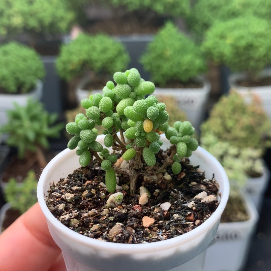 615米粒。             
