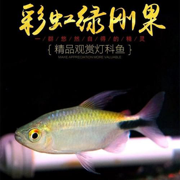 彩虹绿刚果鱼小型热带观赏鱼灯科鱼群游皮实好养