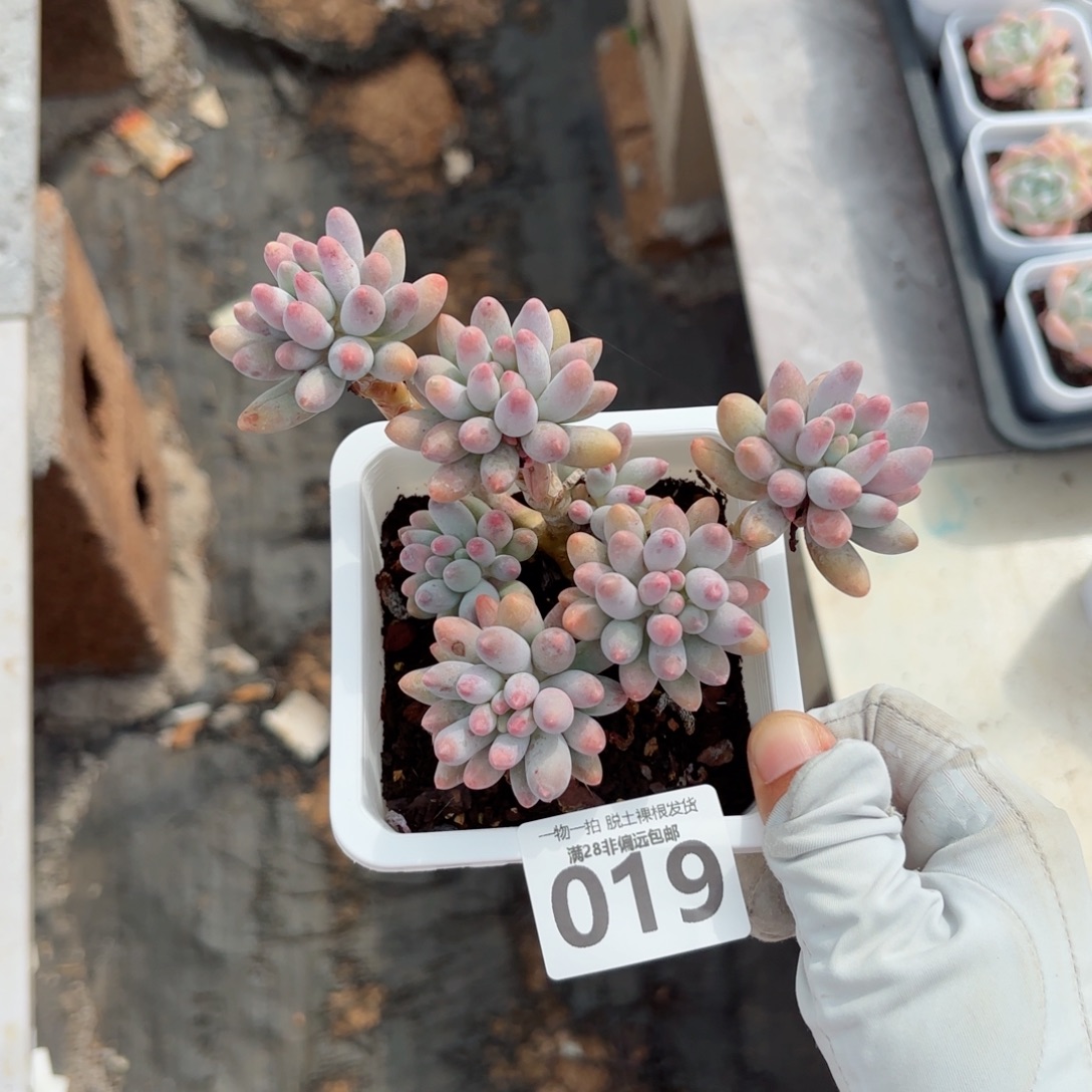 婴儿手指老桩无盆土发货