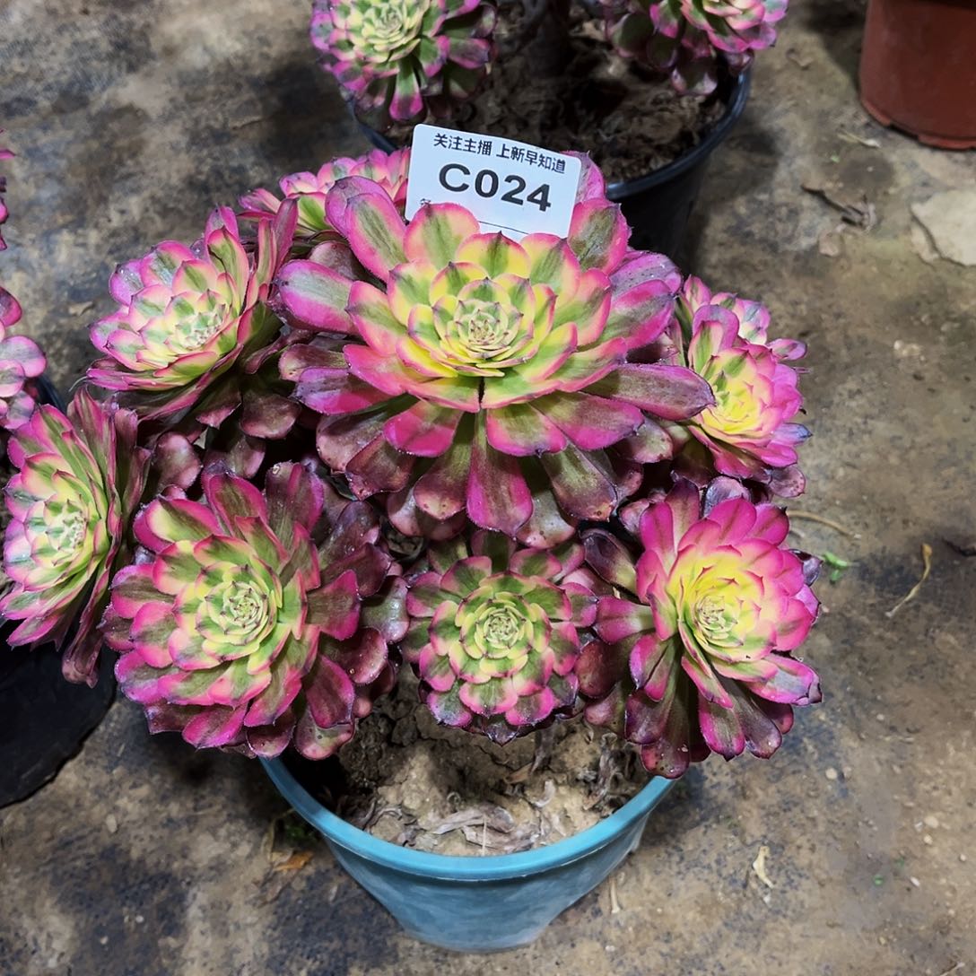 遇****店多肉024巫天际法师