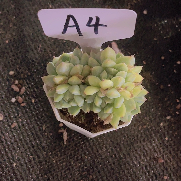 精品A4八角盆多肉植物