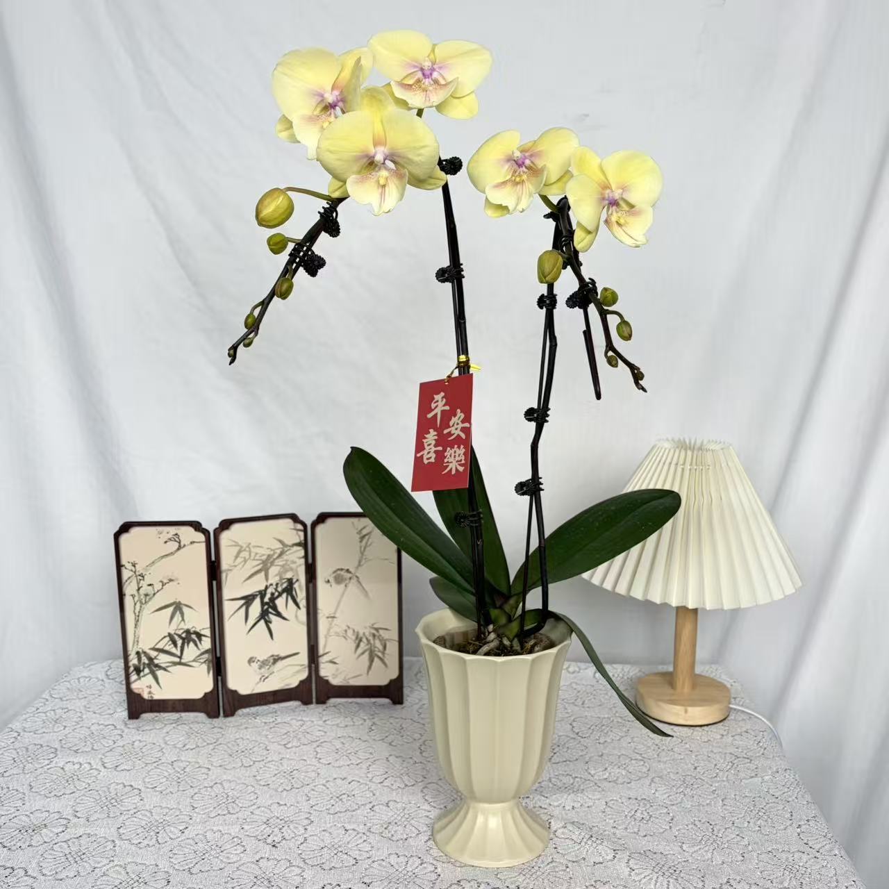 【大吉大利】奶黄色蝴蝶兰花苗带花剑发货室内桌面易养活花卉绿植=