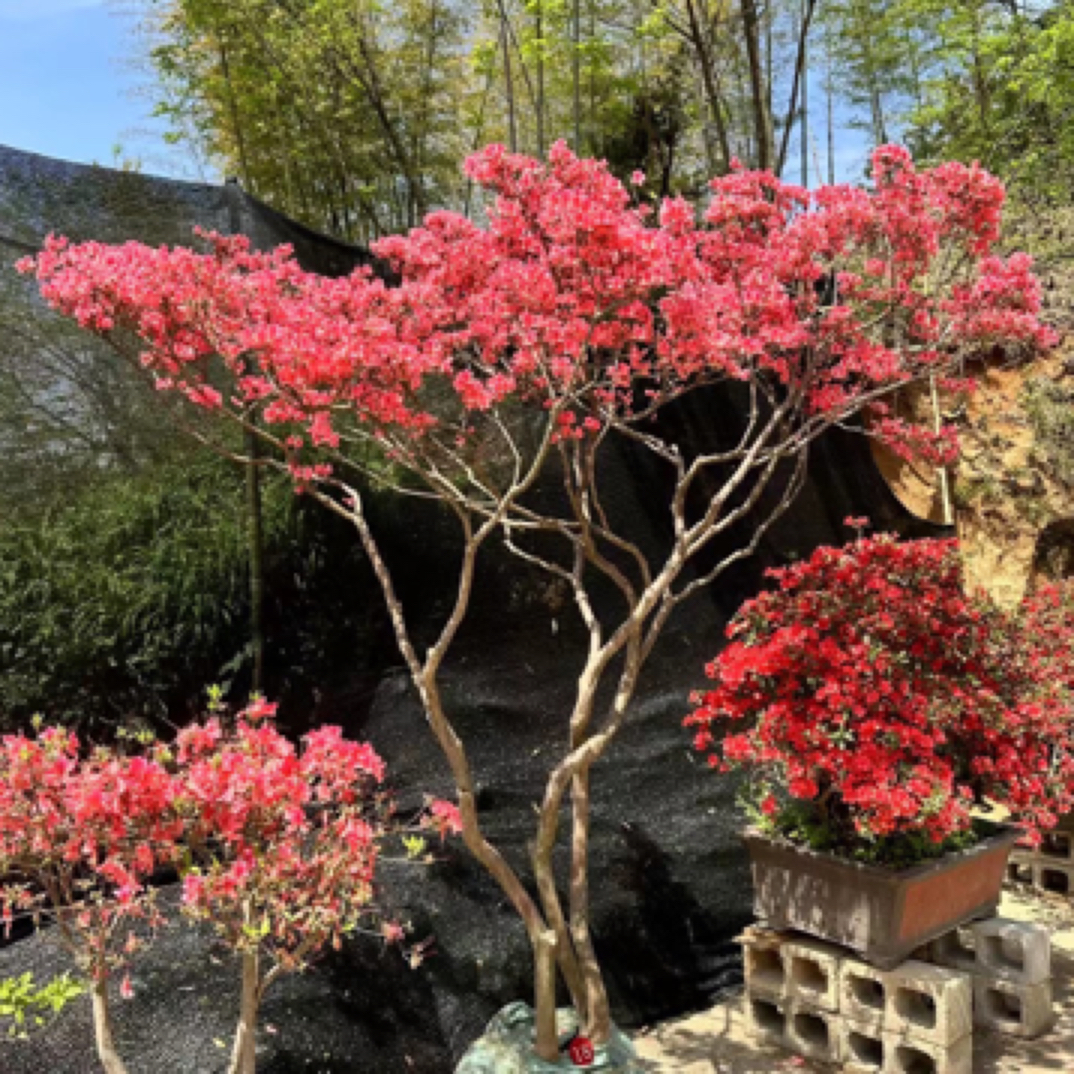 大别山映山红花卉观赏佳品