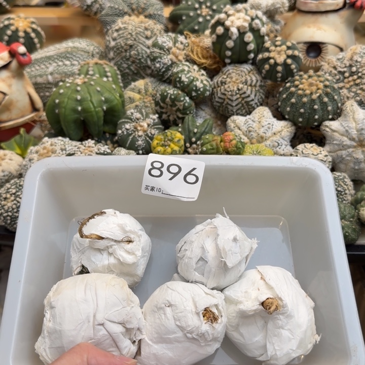 兜星球仙人球896号