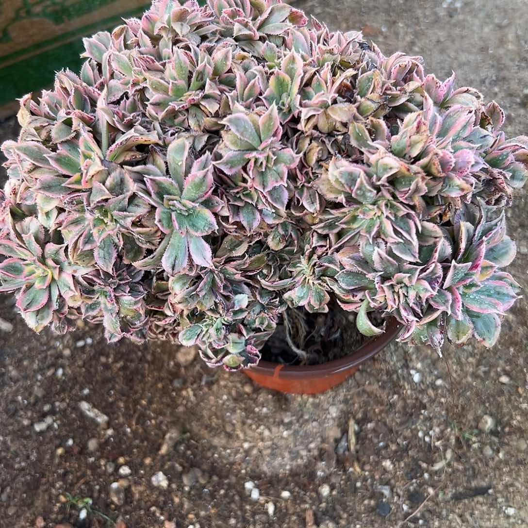 多肉植物灿烂缀化