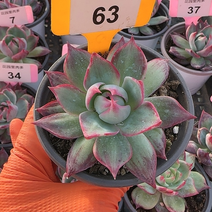 63 惊鸿仙子多肉植物6-9cm