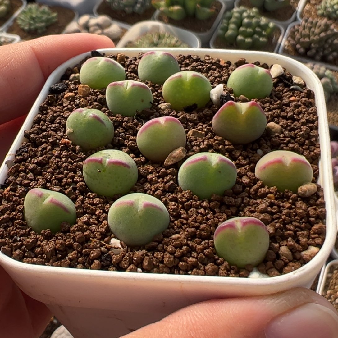 874多肉植物盆栽植物