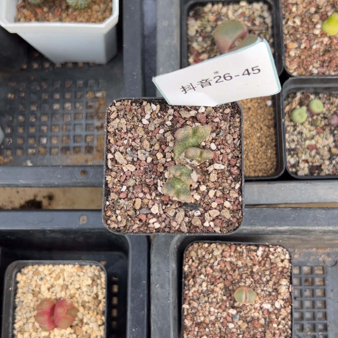 小***口26-45肉锥多肉植物，