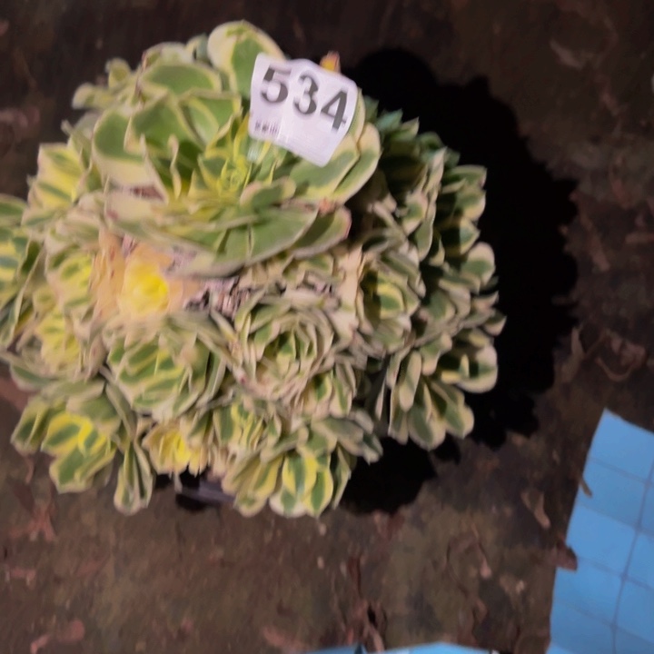 534迈巴赫多肉植物不售后