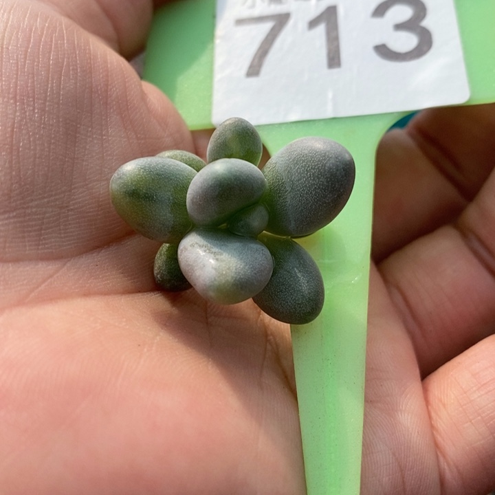 713象牙奶锦头盖无根啊啊啊