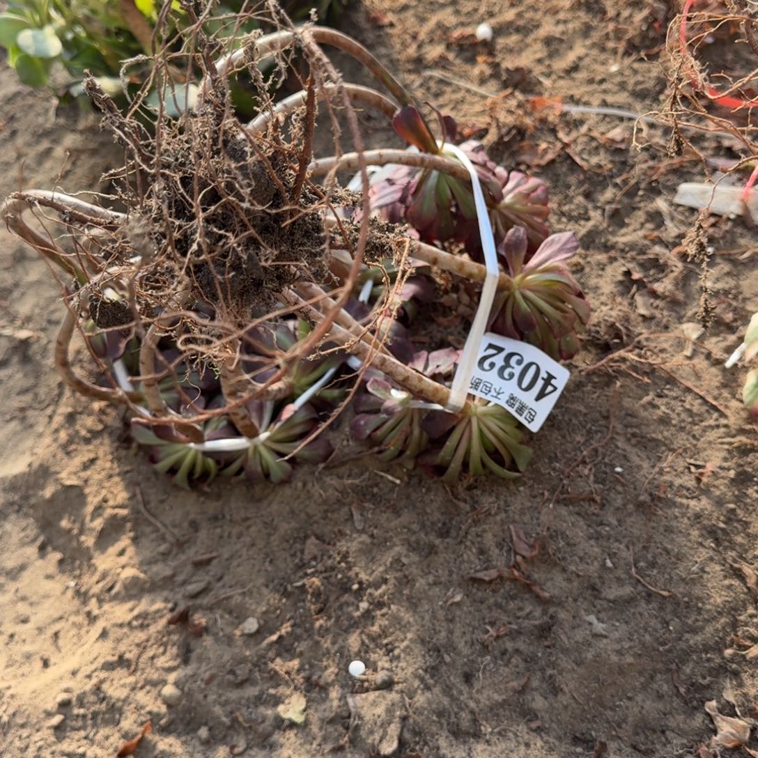 法师墨言妖桩4032 19-3