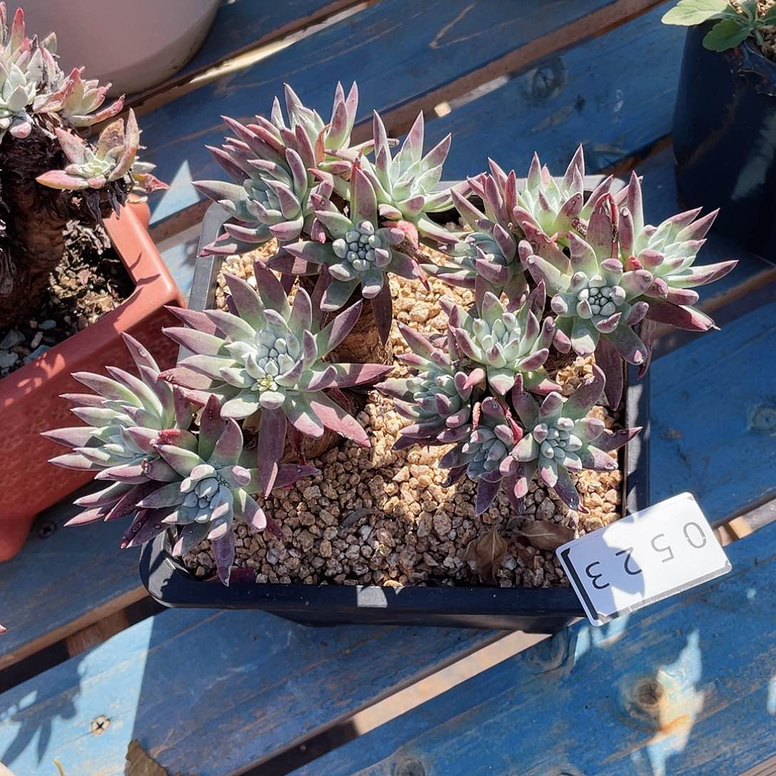 仙女杯多头老桩0523