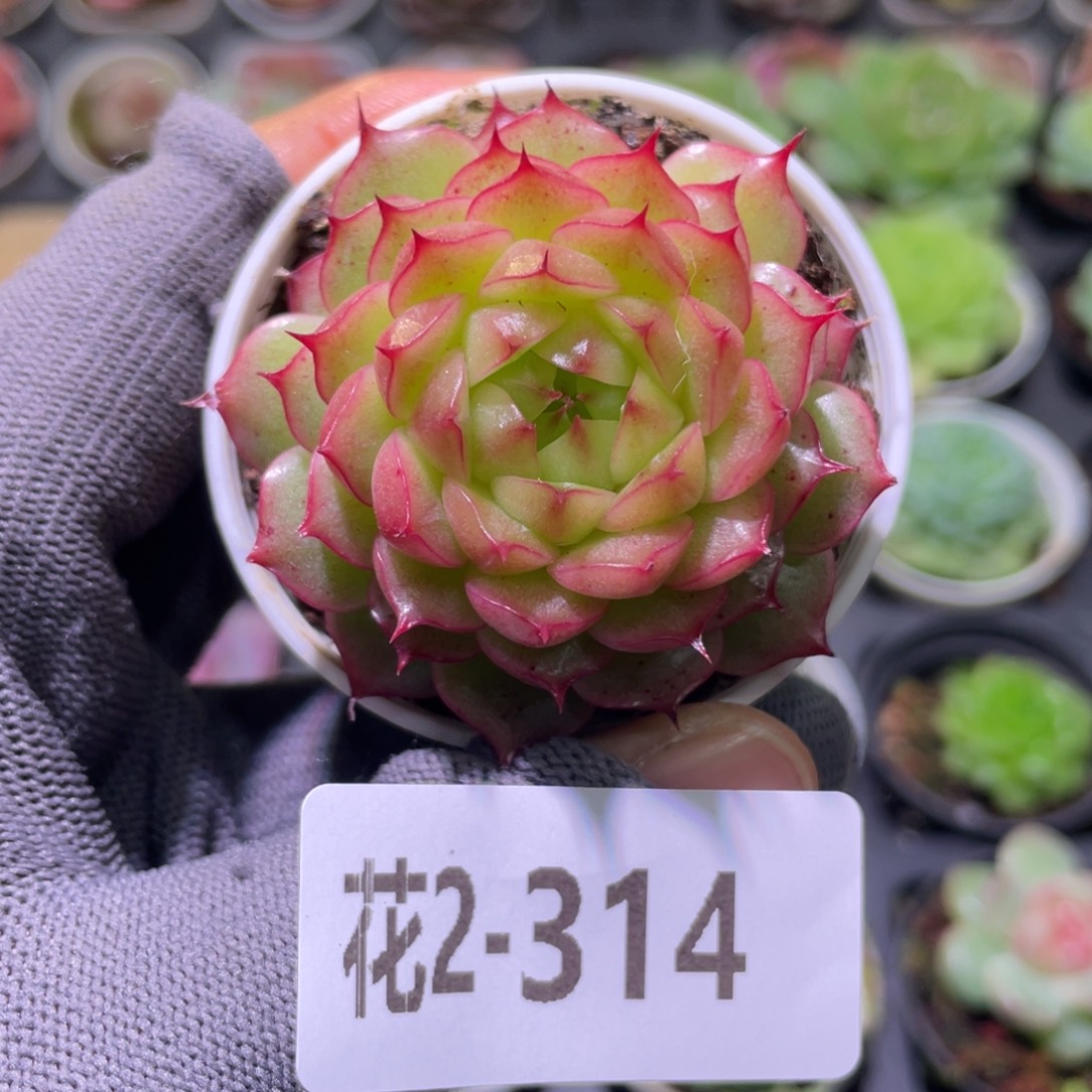 花利美2-314海王 