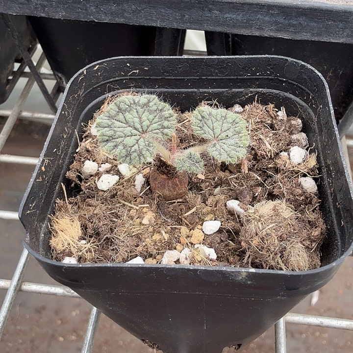 圆叶阳奎单头3仙人球