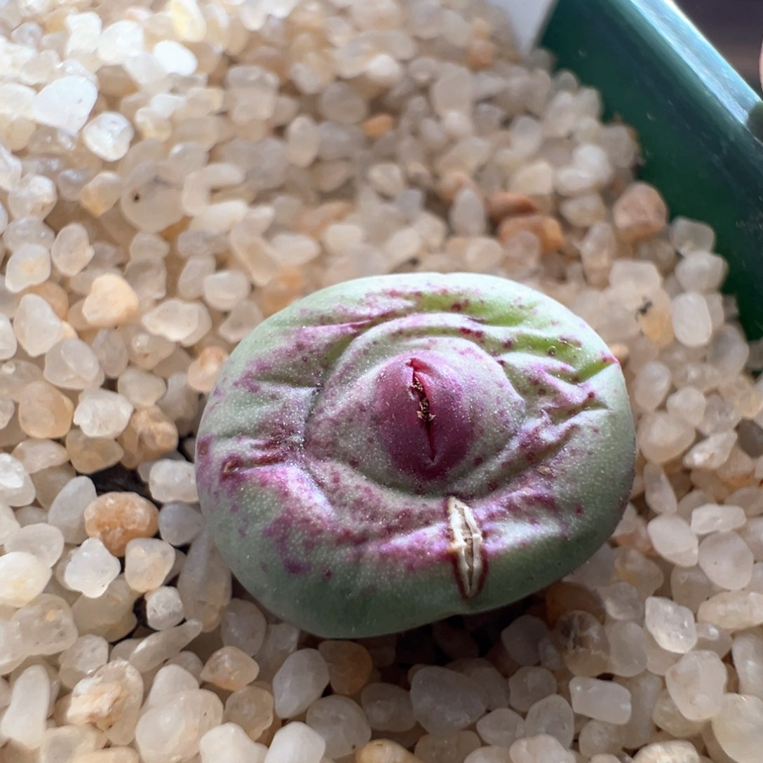 605。优选SSW贝特嘴母本