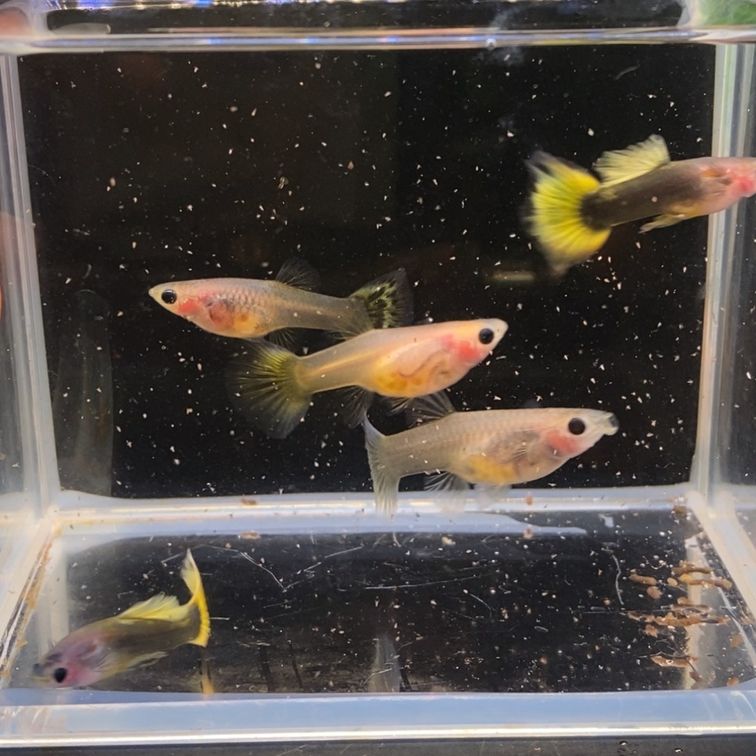 孔雀鱼礼服黄尾玻璃猫两公三母