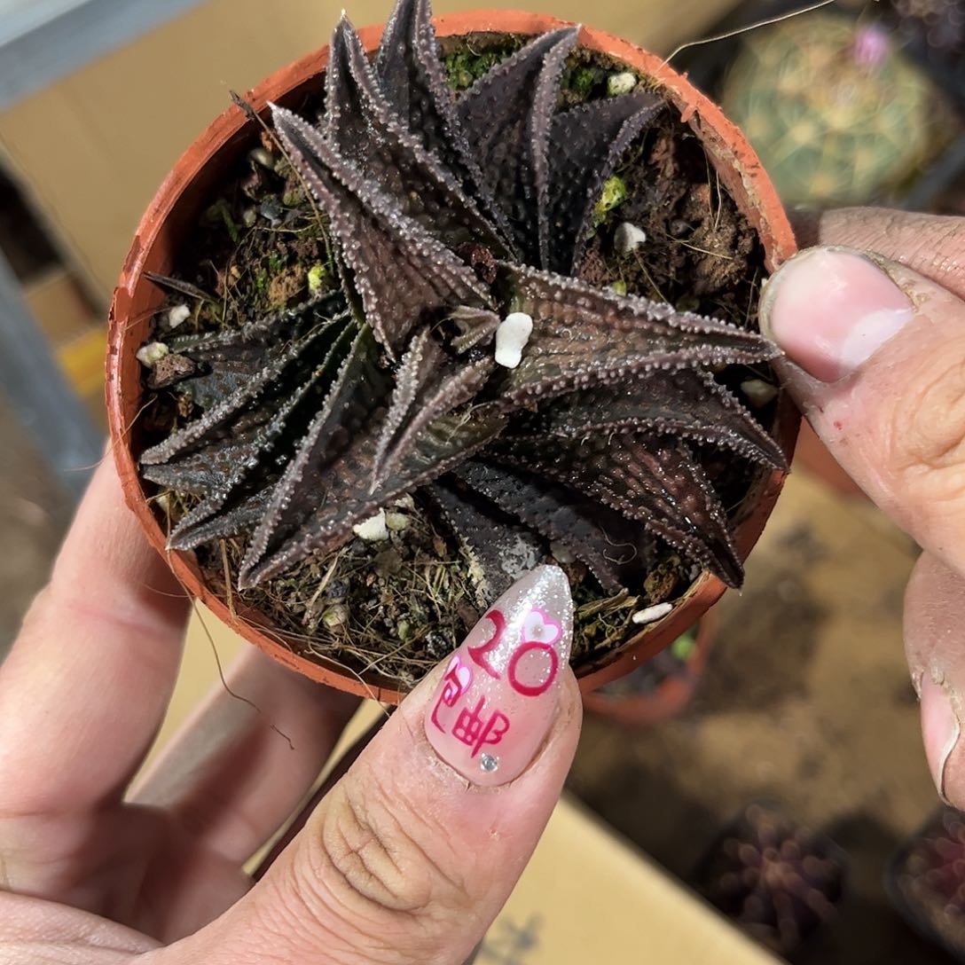 鬼瓦单头发货有根发货