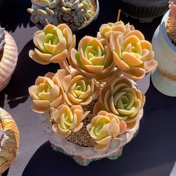 星娜塔群生肉肉肉肉