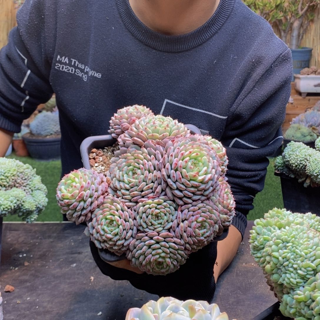 妞*25 号白胖子0000