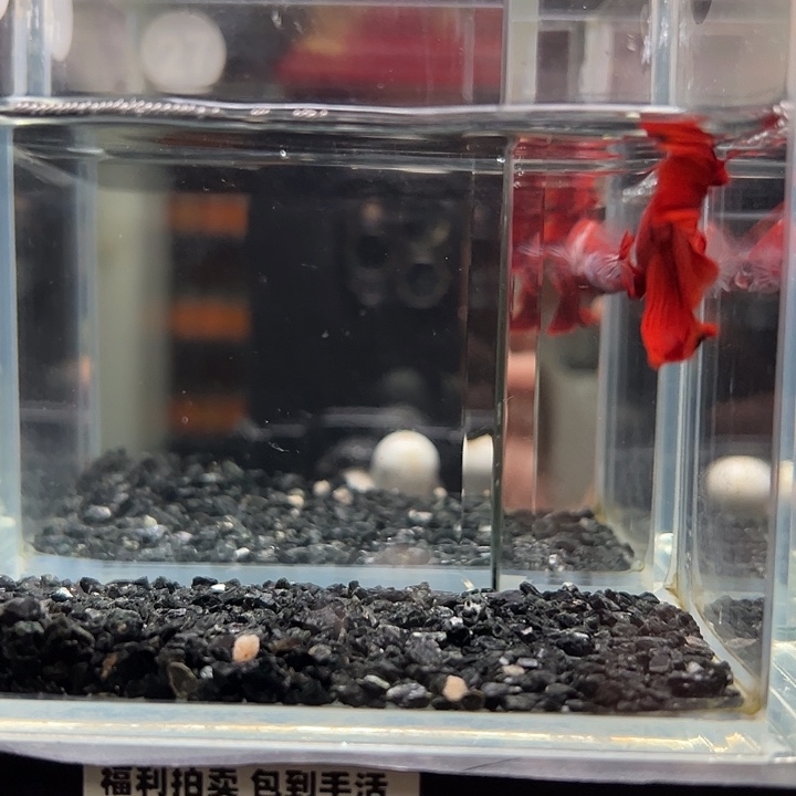 斗鱼竞拍跑单拉黑2日