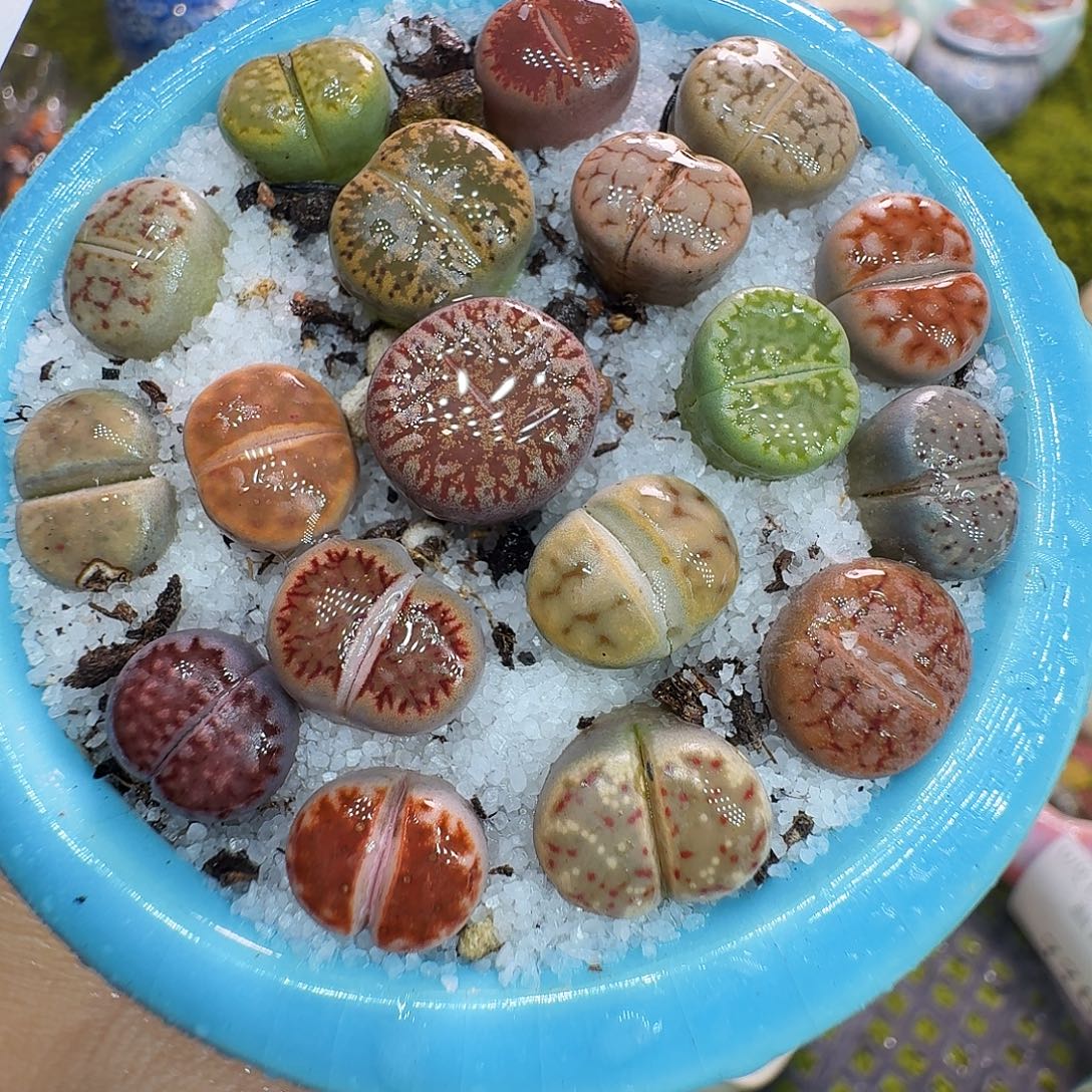 多肉植物福利冲788