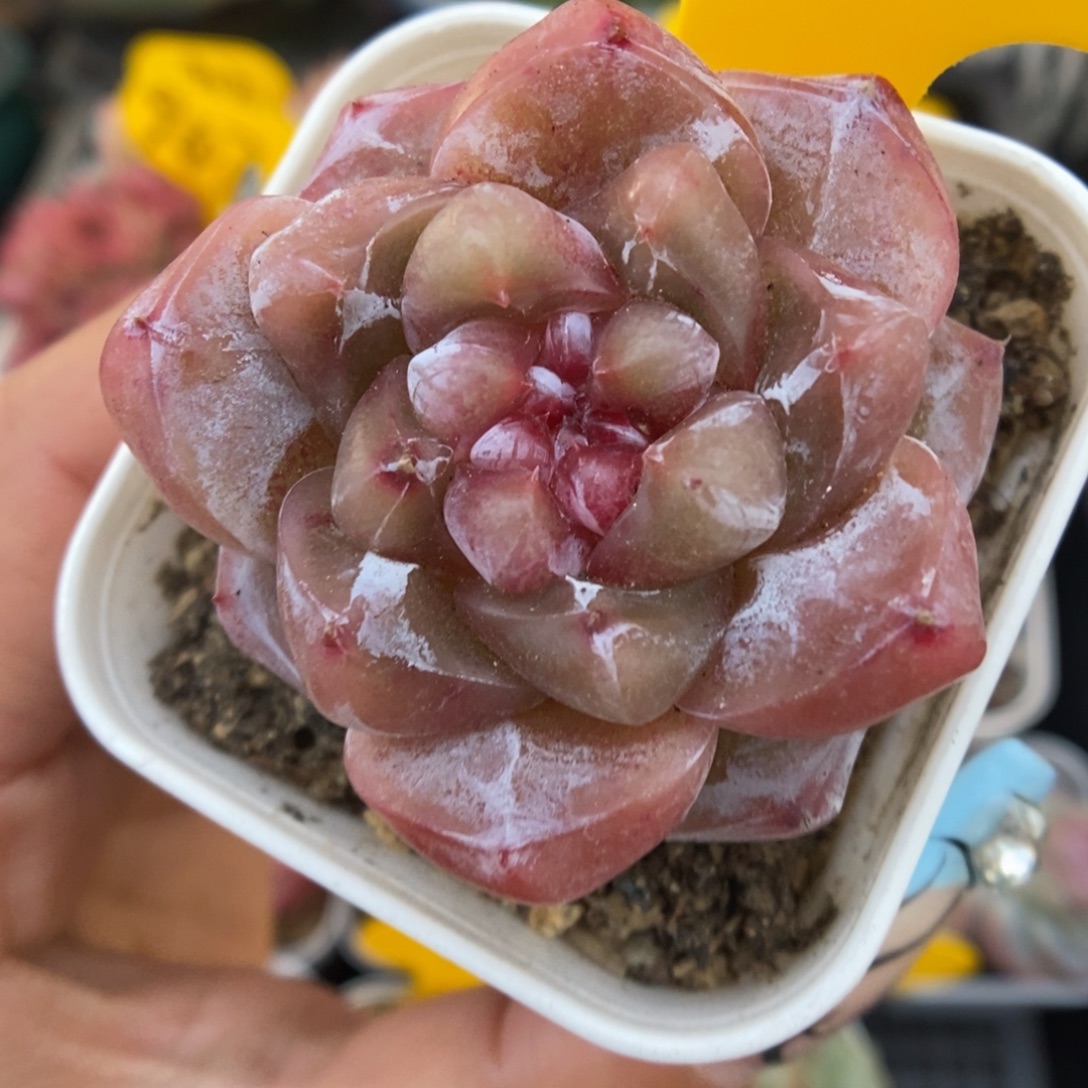 宝石心珍妮可拍463号。    