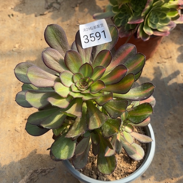 晚霞阴阳多肉法师3591