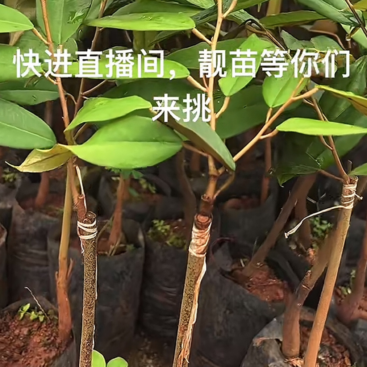本地嫁接进口榴莲花卉易种植易生长适合栽种